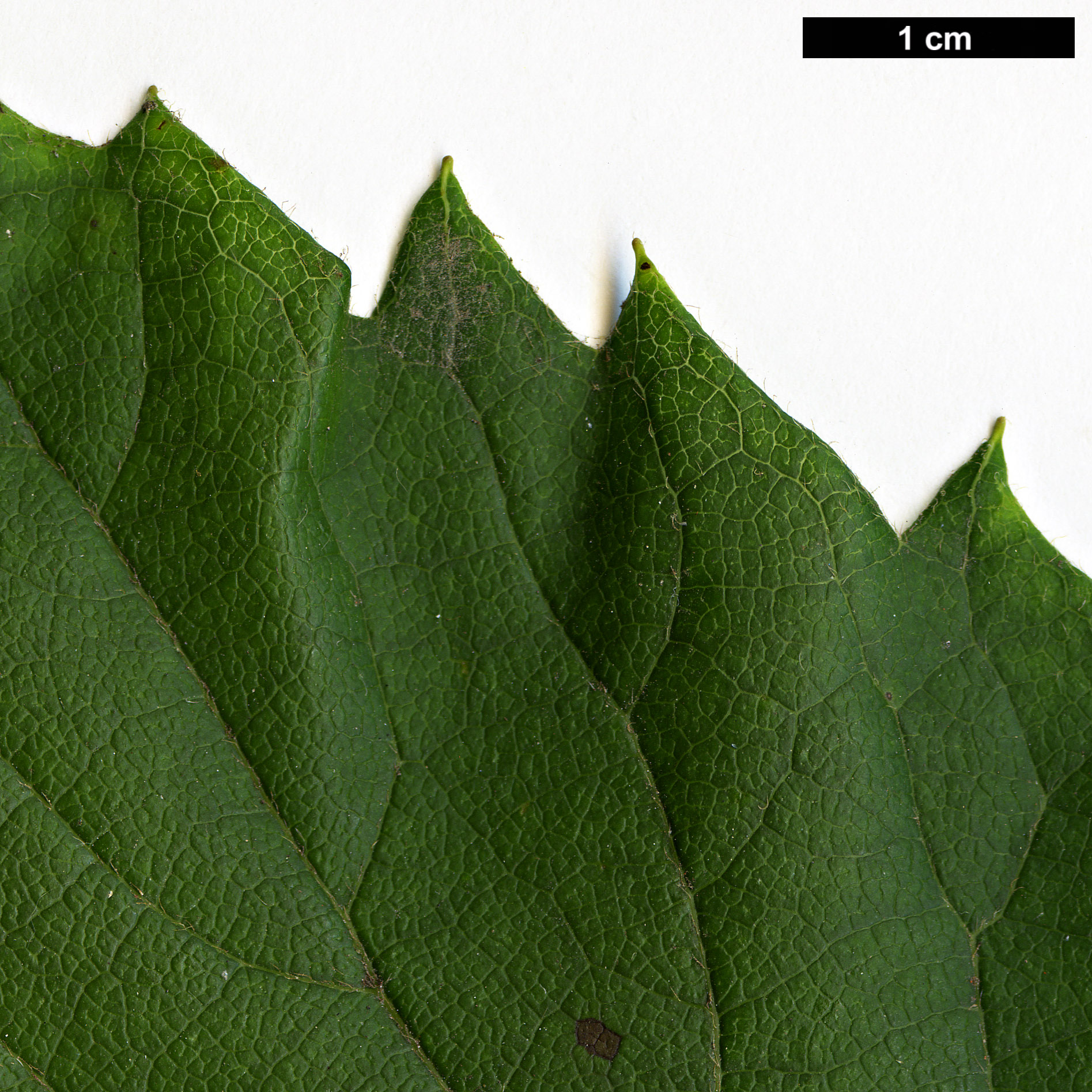 High resolution image: Family: Hydrangeaceae - Genus: Schizophragma - Taxon: hydrangeoides - SpeciesSub: f. quelpartensis High resolution image: Family: Hydrangeaceae - Genus: Schizophragma - Taxon: hydrangeoides - SpeciesSub: f. quelpartensis